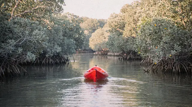 Mangrove Kayaking, Abu Dhabi